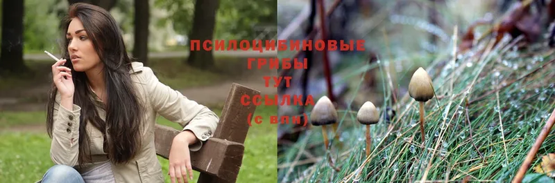 гидра ссылка  Малоярославец  Псилоцибиновые грибы Psilocybine cubensis 